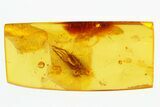 Detailed Fossil Cricket (Gryllidae) In Baltic Amber #292502-2